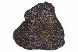 Polished Sericho Pallasite Meteorite ( g) Slice - Kenya #305725-2